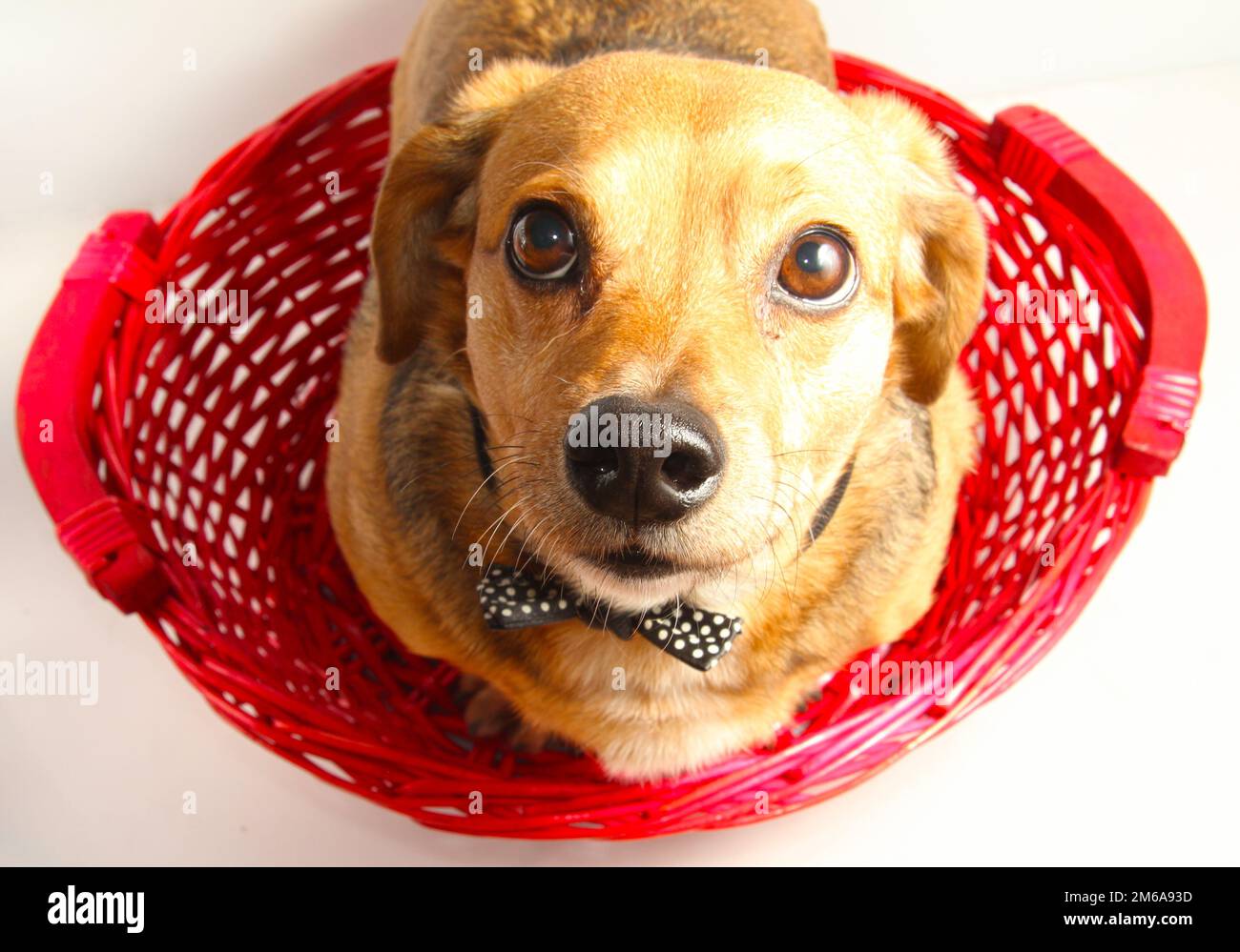 Glücklicher Hund Stockfoto