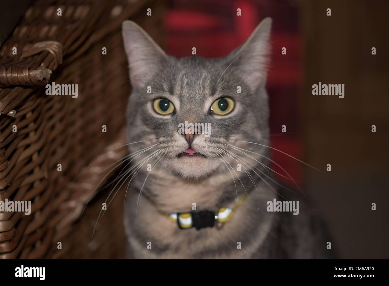 Eine wunderschöne graue Tabby-Katze mit ihren großen gelben und schwarzen Augen Stockfoto