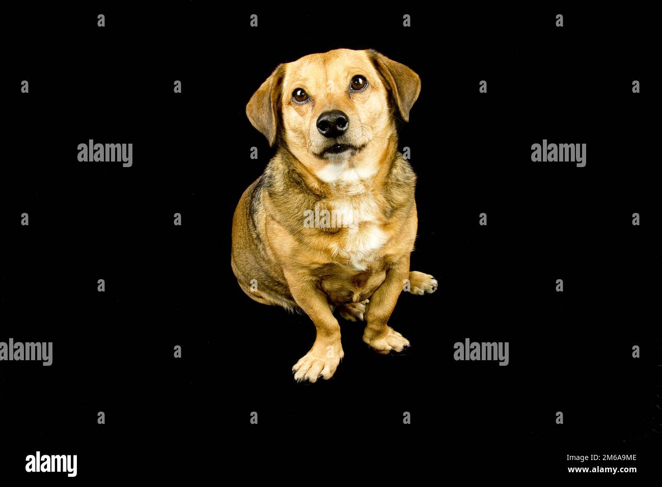 Kleiner Hund Stockfoto