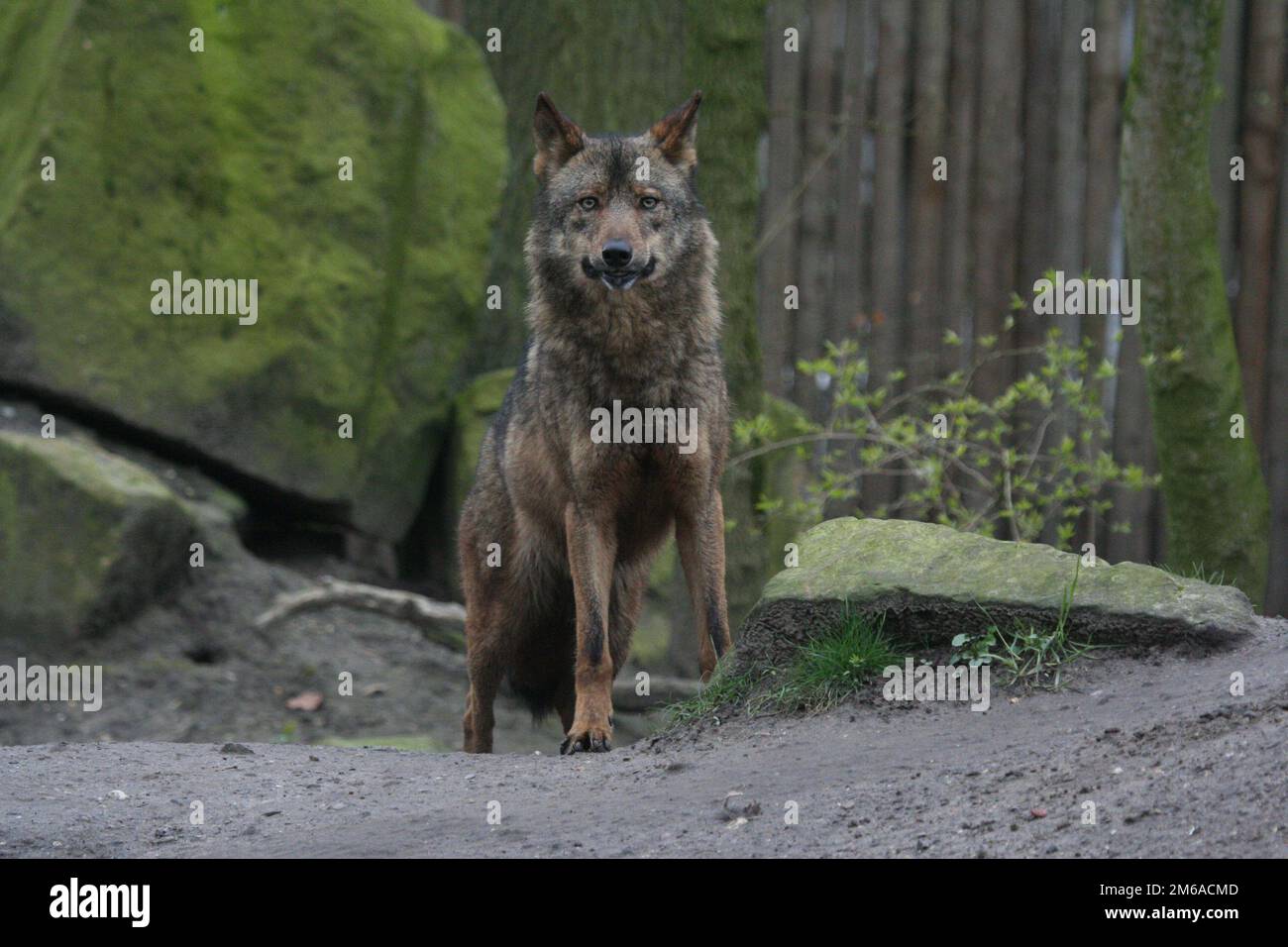 Wolf 028 Stockfoto