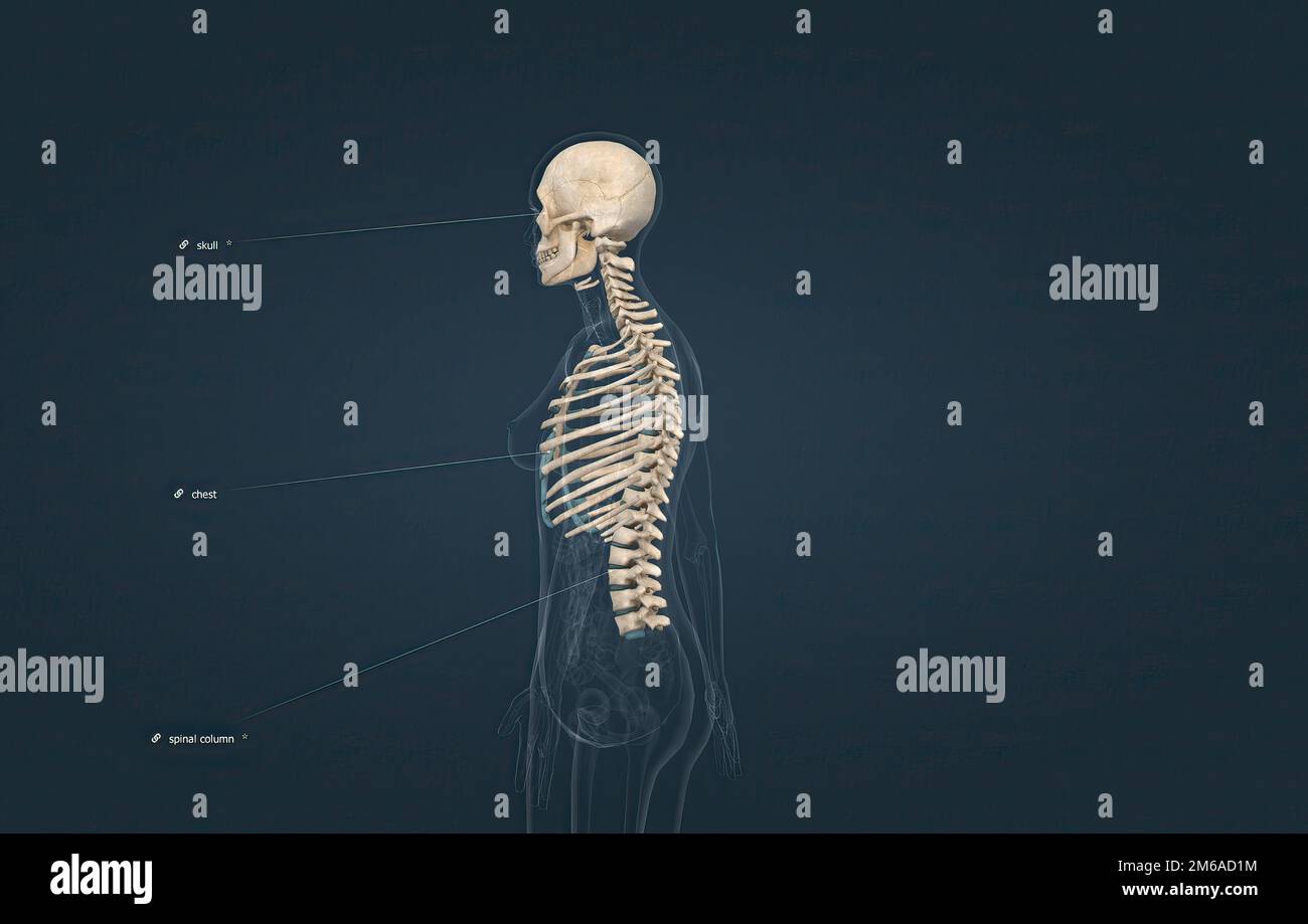 Das Axial ist der Teil des Skeletts, der aus den Knochen des Kopfes und