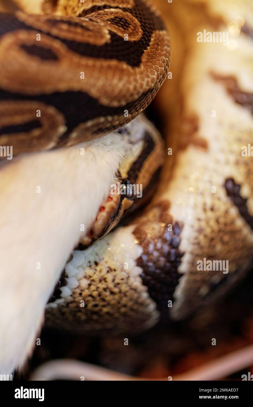 Ballpython, der eine weiße Maus isst Stockfoto