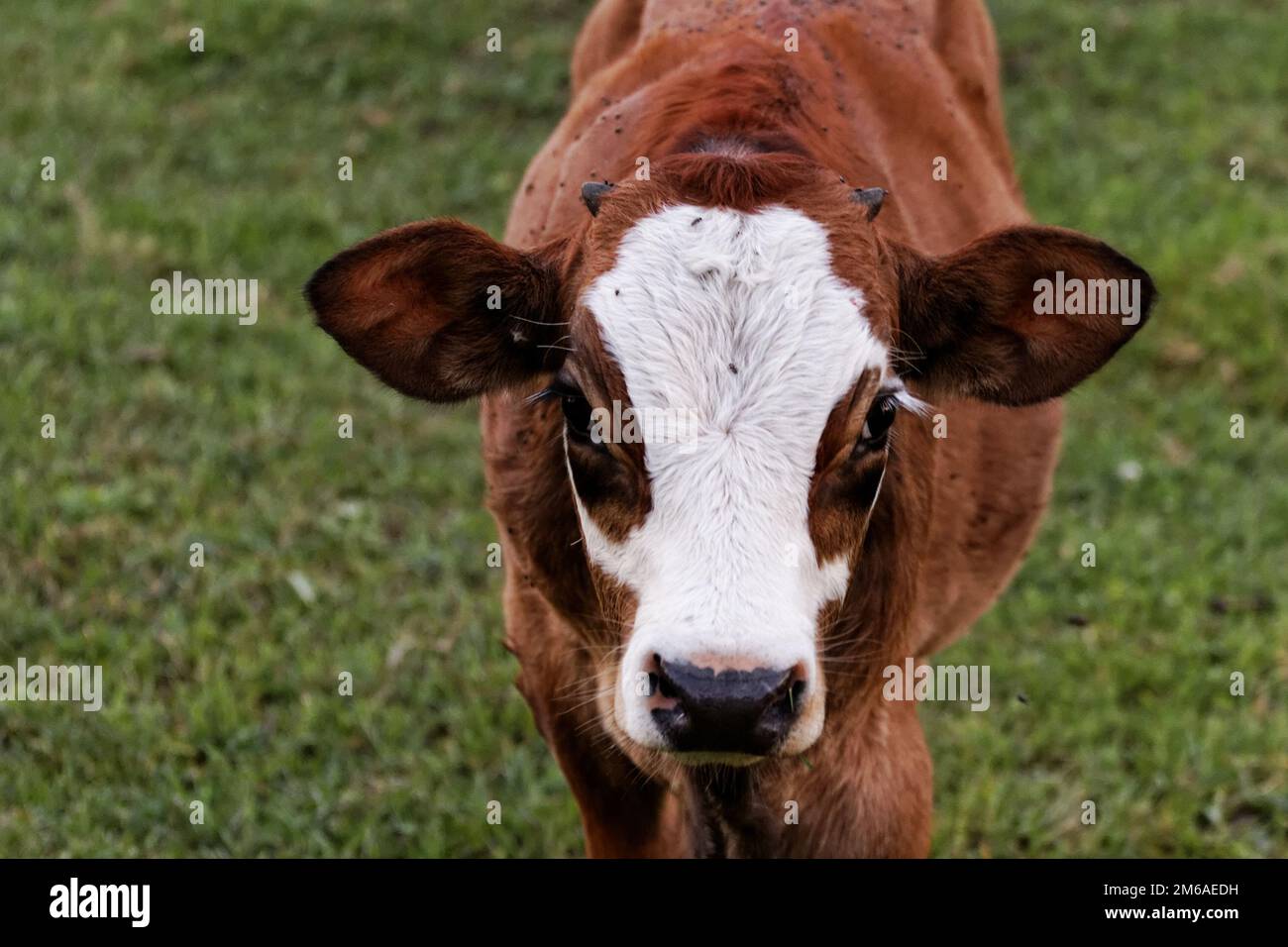 Speckkuh grast auf einem Feld (Freilandhaltung) Stockfoto