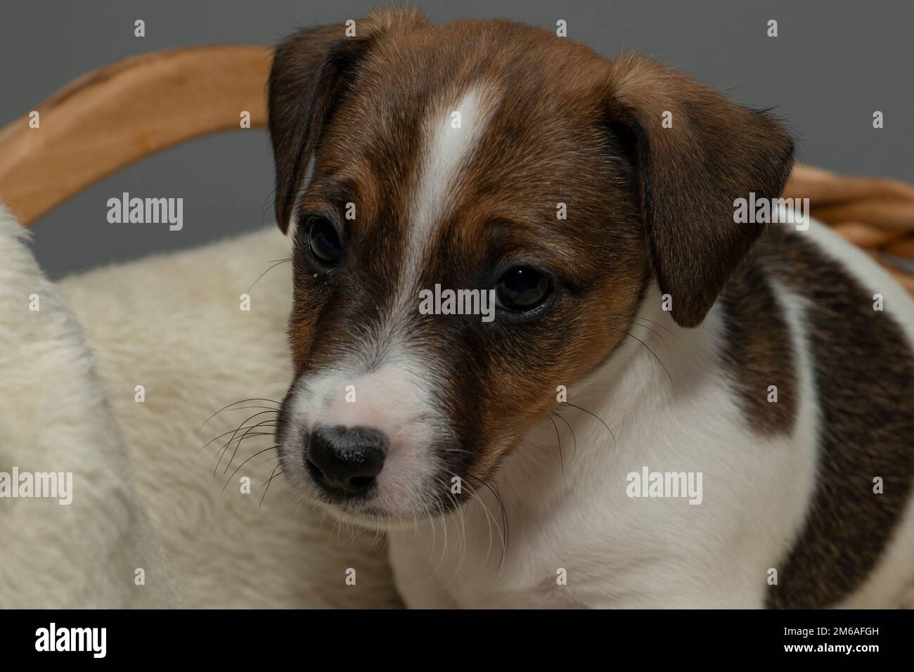 Vorderansicht eines süßen 6 Wochen alten Jack Russell Terrier, der in einem Korb sitzt Stockfoto