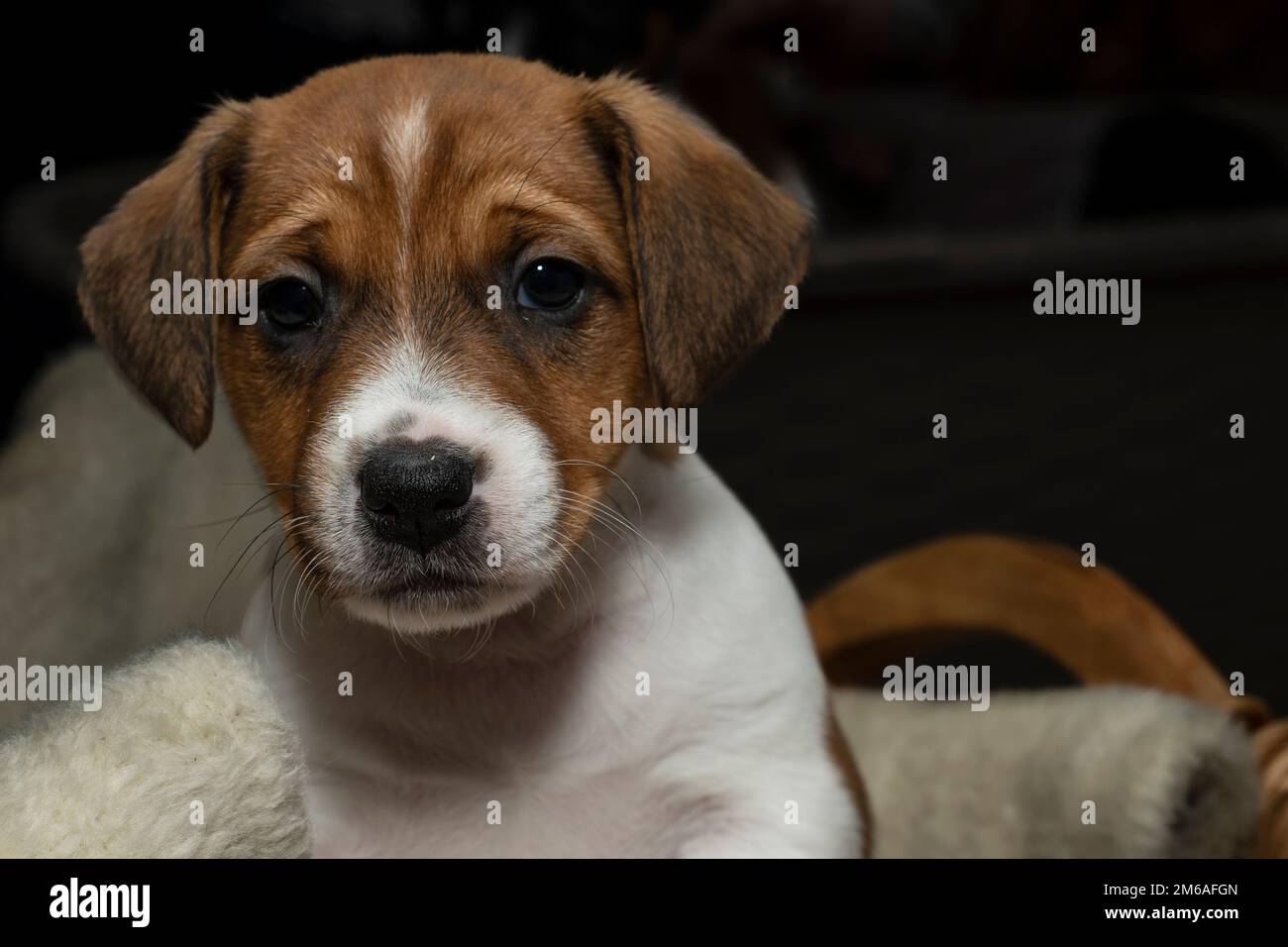 Vorderansicht eines süßen 6 Wochen alten Jack Russell Terrier, der in einem Korb sitzt Stockfoto