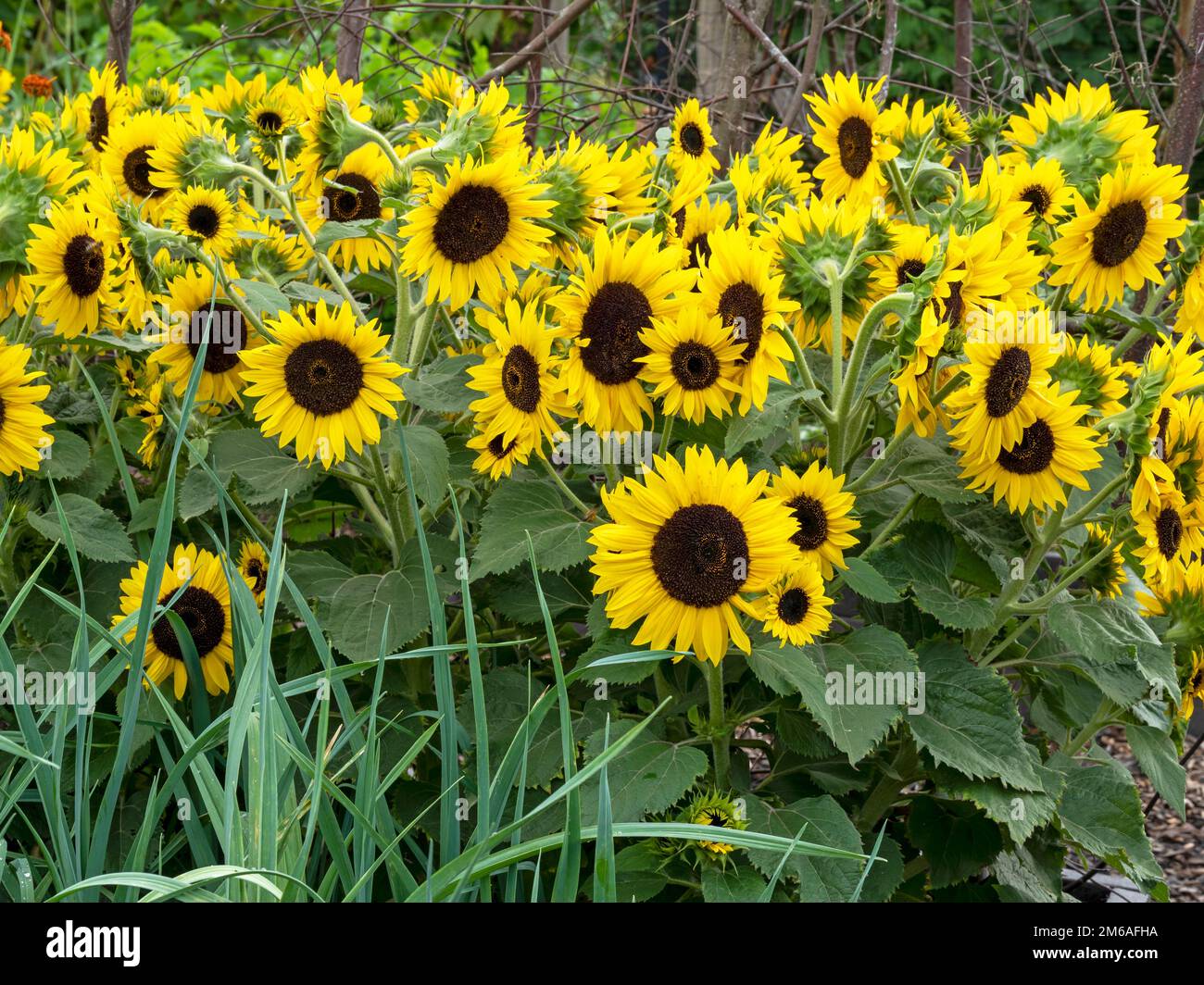 Sonnenblumen und Waaoh blühen in einem Garten Stockfoto