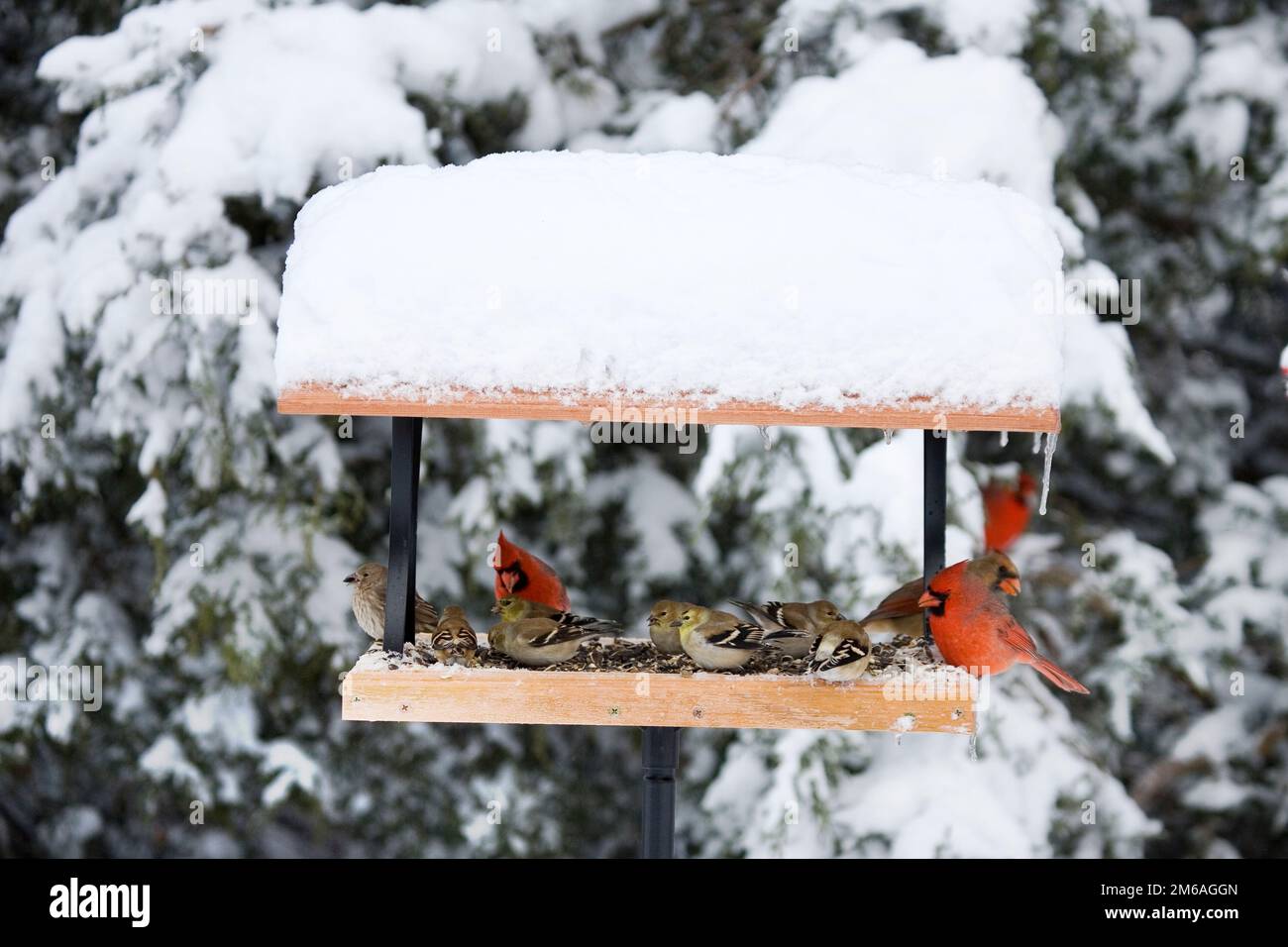 00585-03602 Northern Cardinals, House Finch & American Goldfinches on Tray Feeder im Winter, Marion Co IL Stockfoto