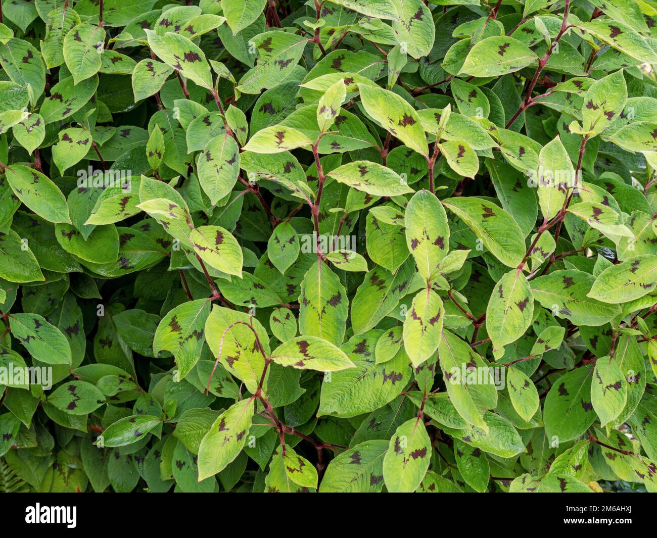 Verschiedene grüne Blätter von Jumpsaat, Persicaria virginiana Stockfoto