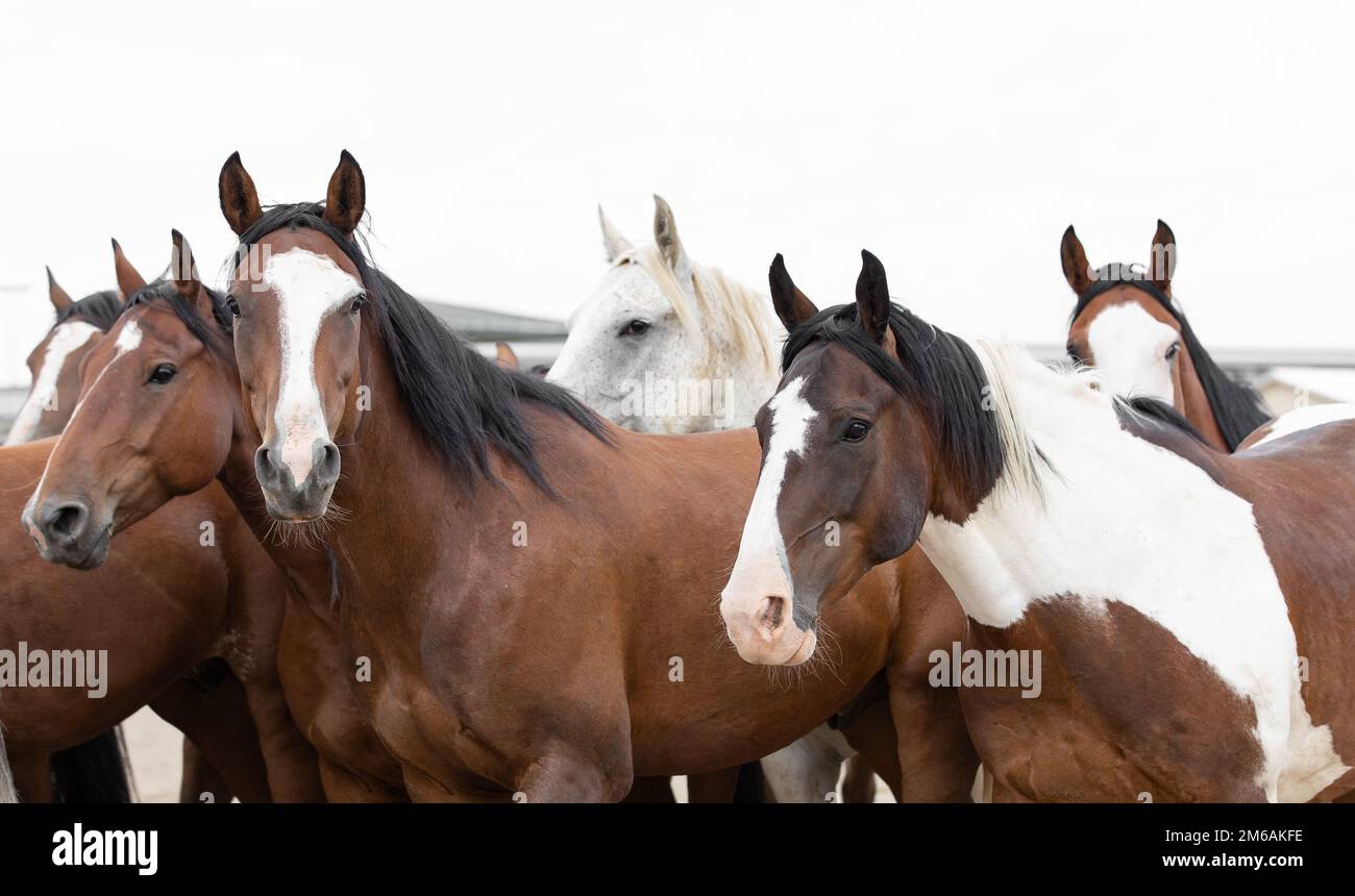 Rodeo-Pferde gehen zurück zu den Buchten. Stockfoto