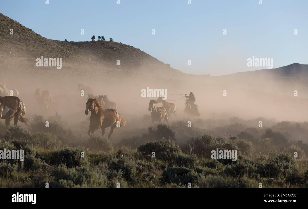 Wrangler führt Pferde in Wyoming zusammen. Stockfoto