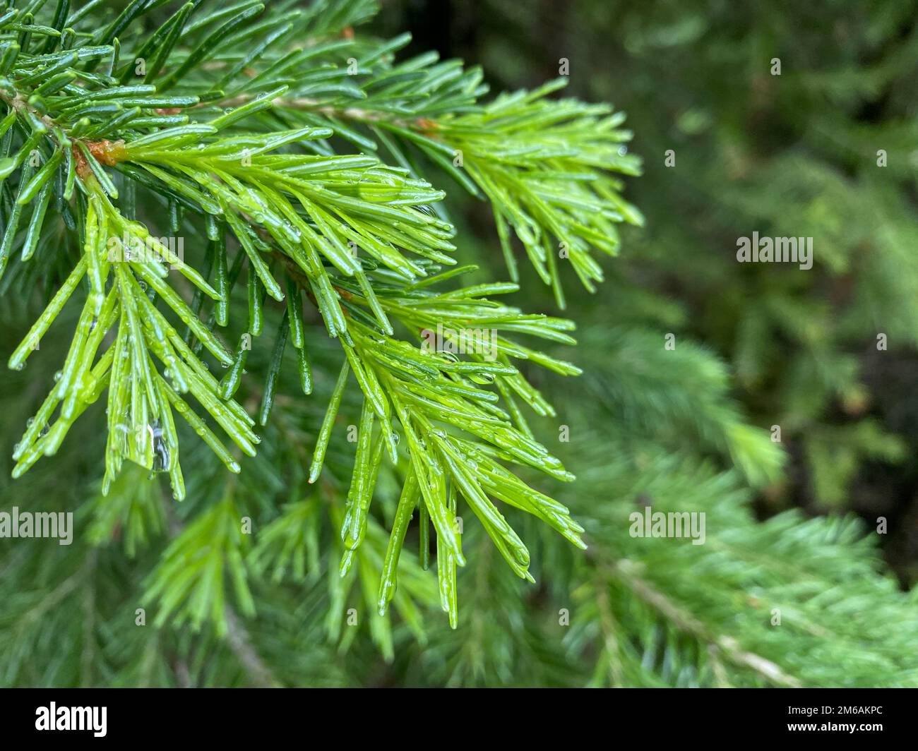 Wassertropfen auf einem immergrünen Ast. Stockfoto