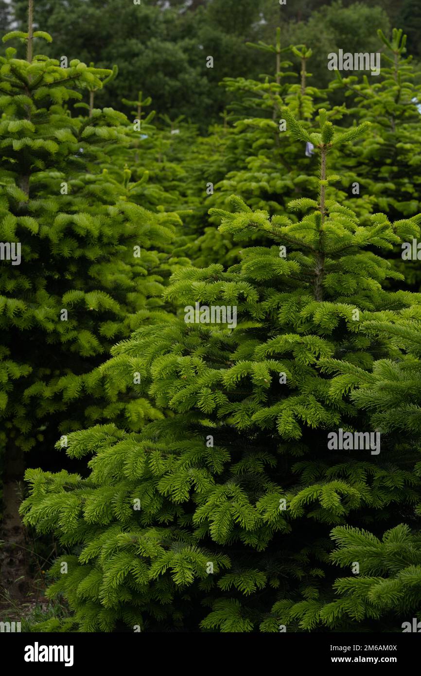 Plantage von Evergreen Nordmann Firs, weihnachtsbaum wächst Ourdoor Stockfoto