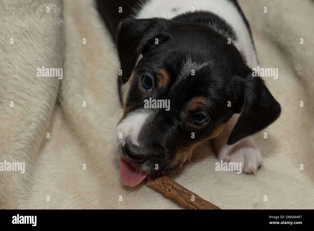 Süßer 6 Wochen alter Jack Russell Terrier Welpe, der im Korb kaut Stockfoto