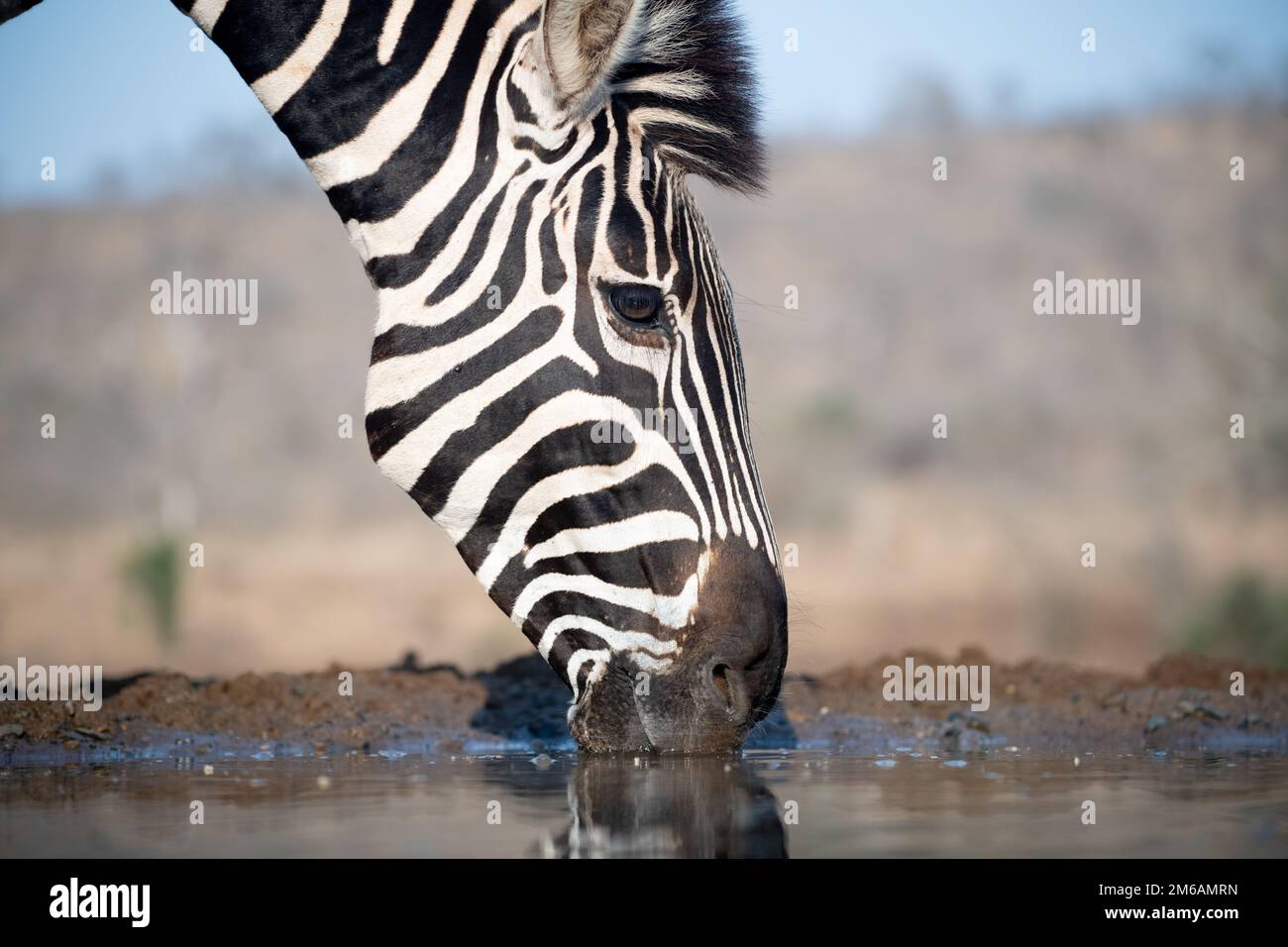 Zebra trinkt tagsüber an einem Wasserloch in Südafrika. Stockfoto