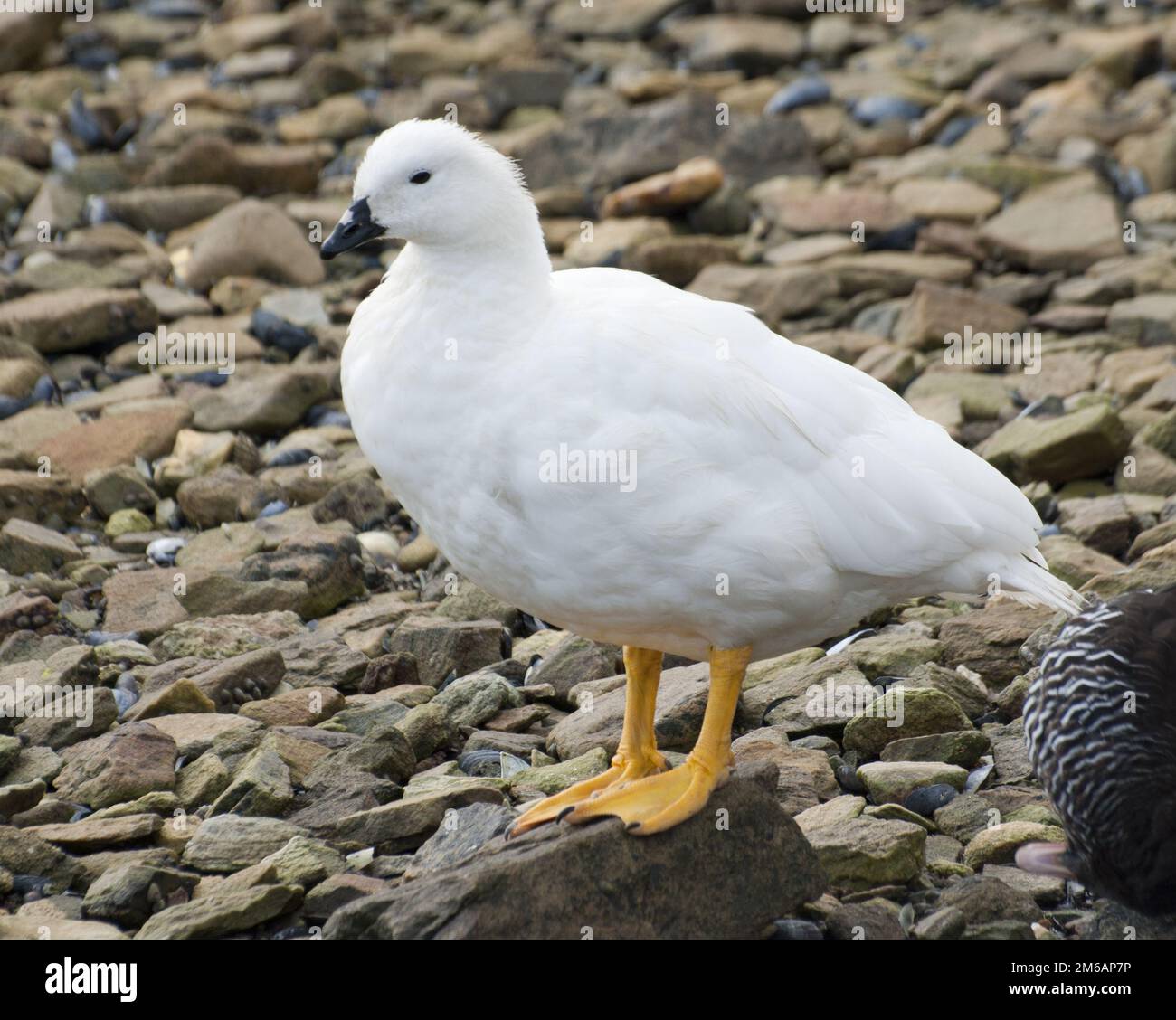 Großkelpgans. Stockfoto