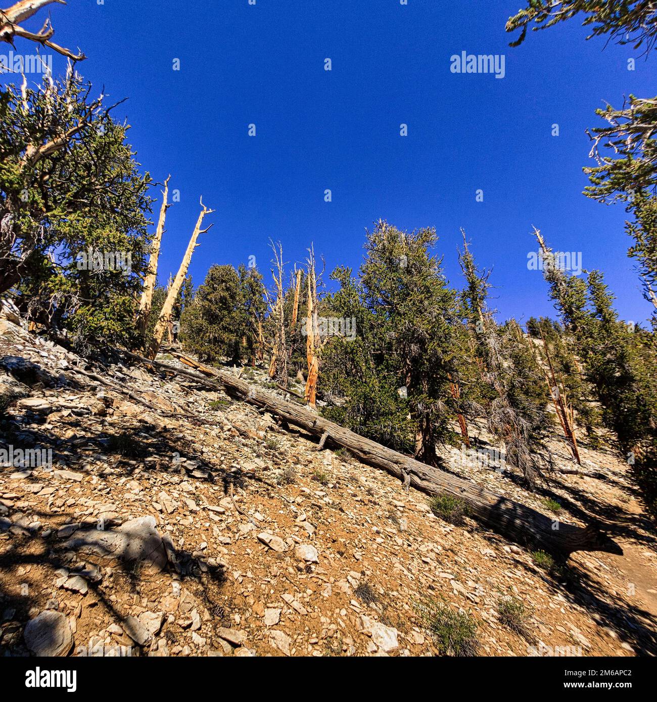 Das Alte Bristlecone Pine Forest Reserve, Tannenkiefern (Pinus longaeva), verwittertes Holz, White Mountains, in der Nähe von Bishop, Inyo National Forest Stockfoto