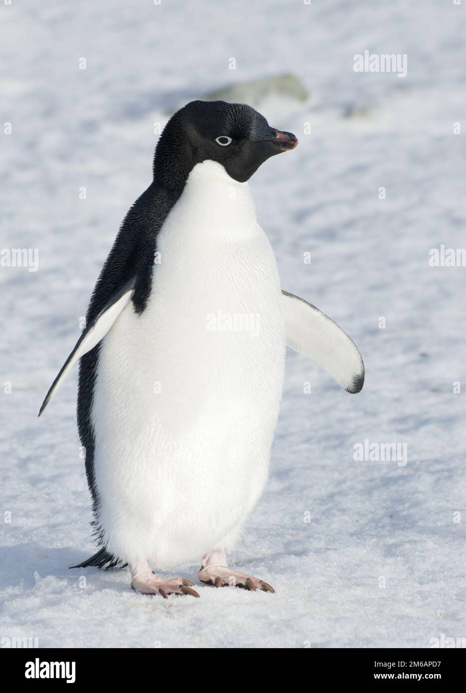 Adelie-Pinguin steht auf dem Schnee. Stockfoto