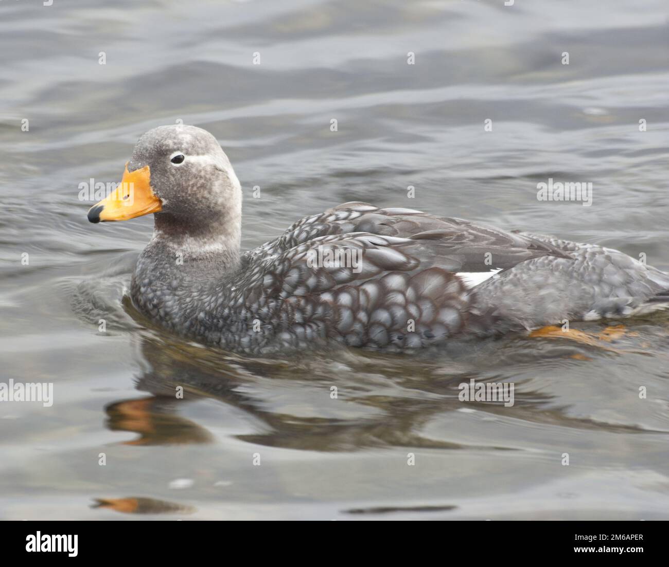 Falkland-Dampfente. Stockfoto