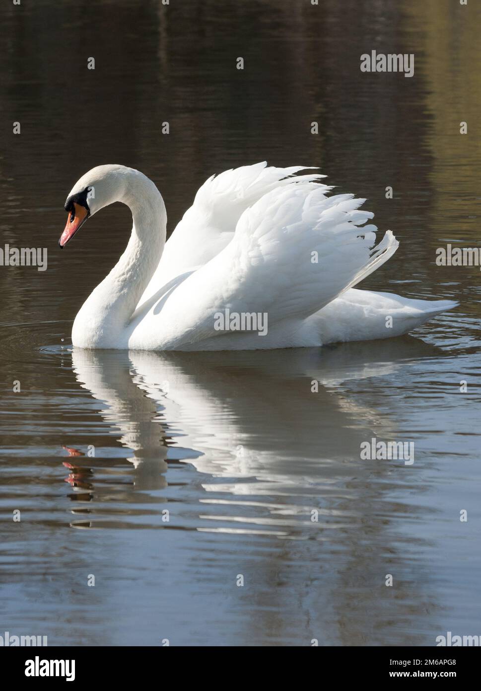 Weißer Handsome - stummer Schwan. Stockfoto