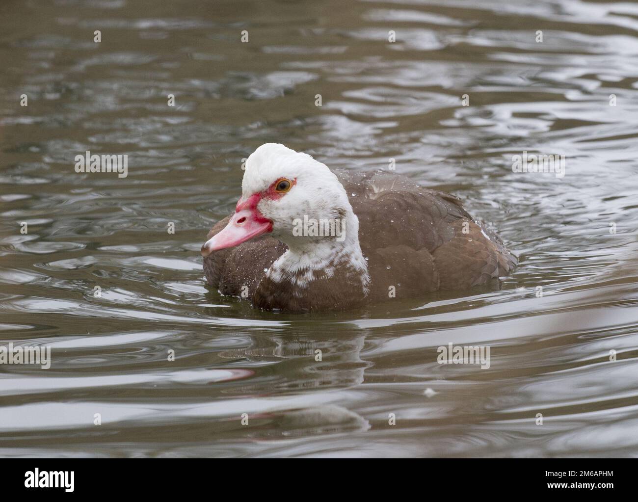 Die männliche Moschusente (Carina moschata)-4. Stockfoto