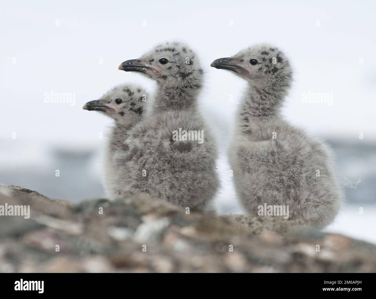 Dominikanische Möwe-Küken. Stockfoto