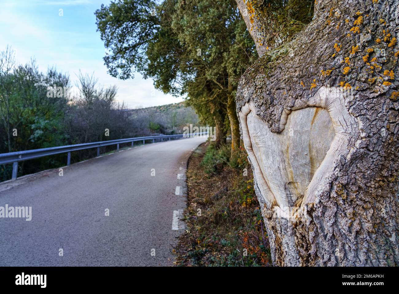 Herz, das sich in der Rinde eines Baumstamms am Straßenrand gebildet hat. Stockfoto