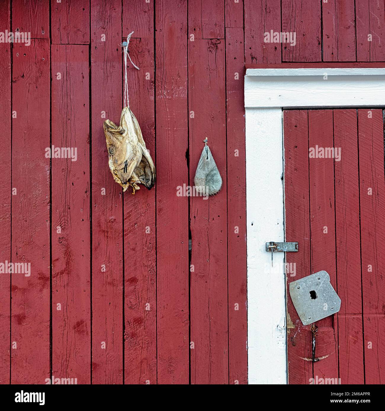 Rote Fischerhütte, Fischkopf hängt zum Trocknen, Stockfische, Details der Fassade, Dekoration im Freilichtmuseum, Fischerdorf Nusfjord Stockfoto