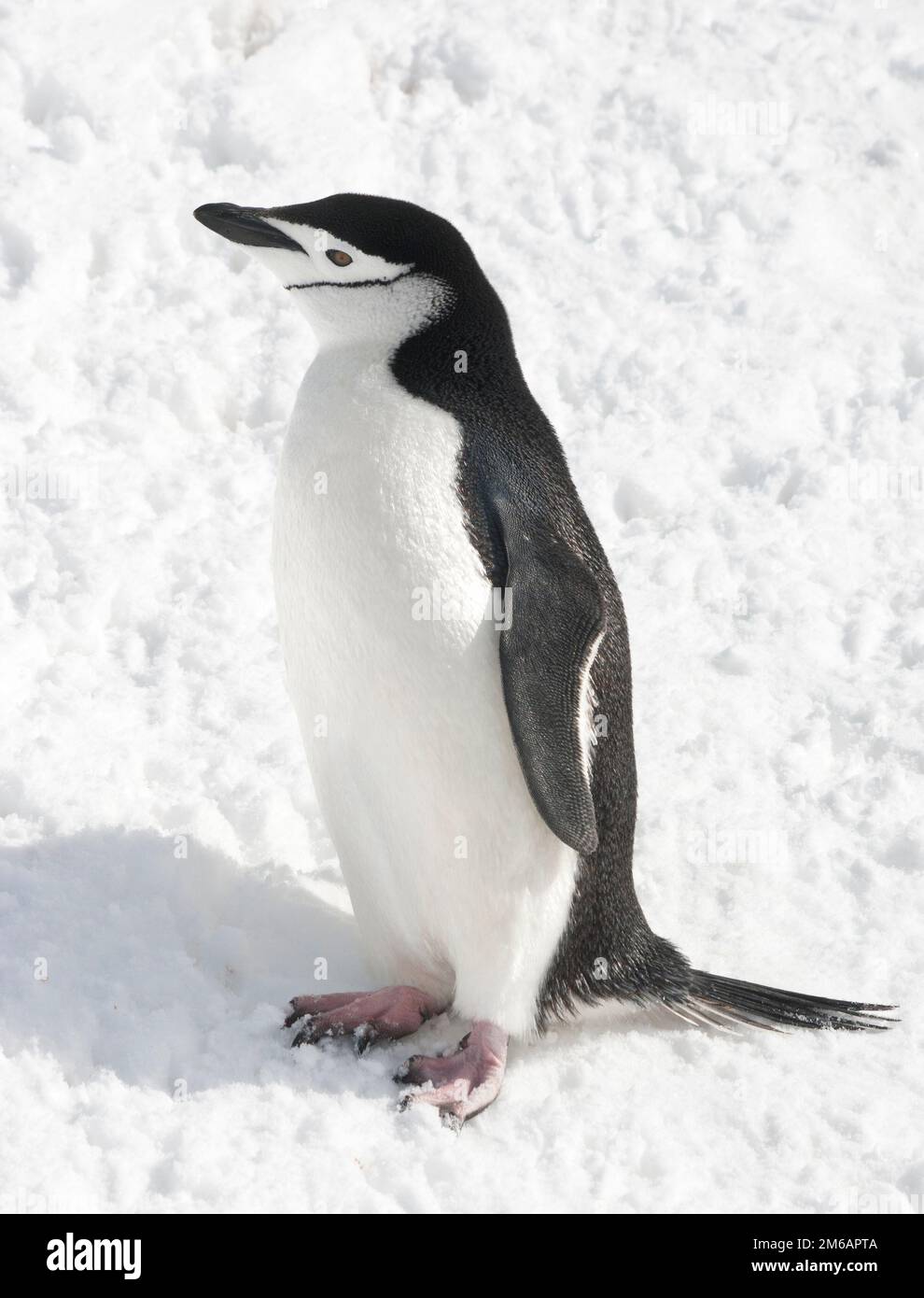Antarktischer Pinguin im Schnee an einem sonnigen Tag. Stockfoto