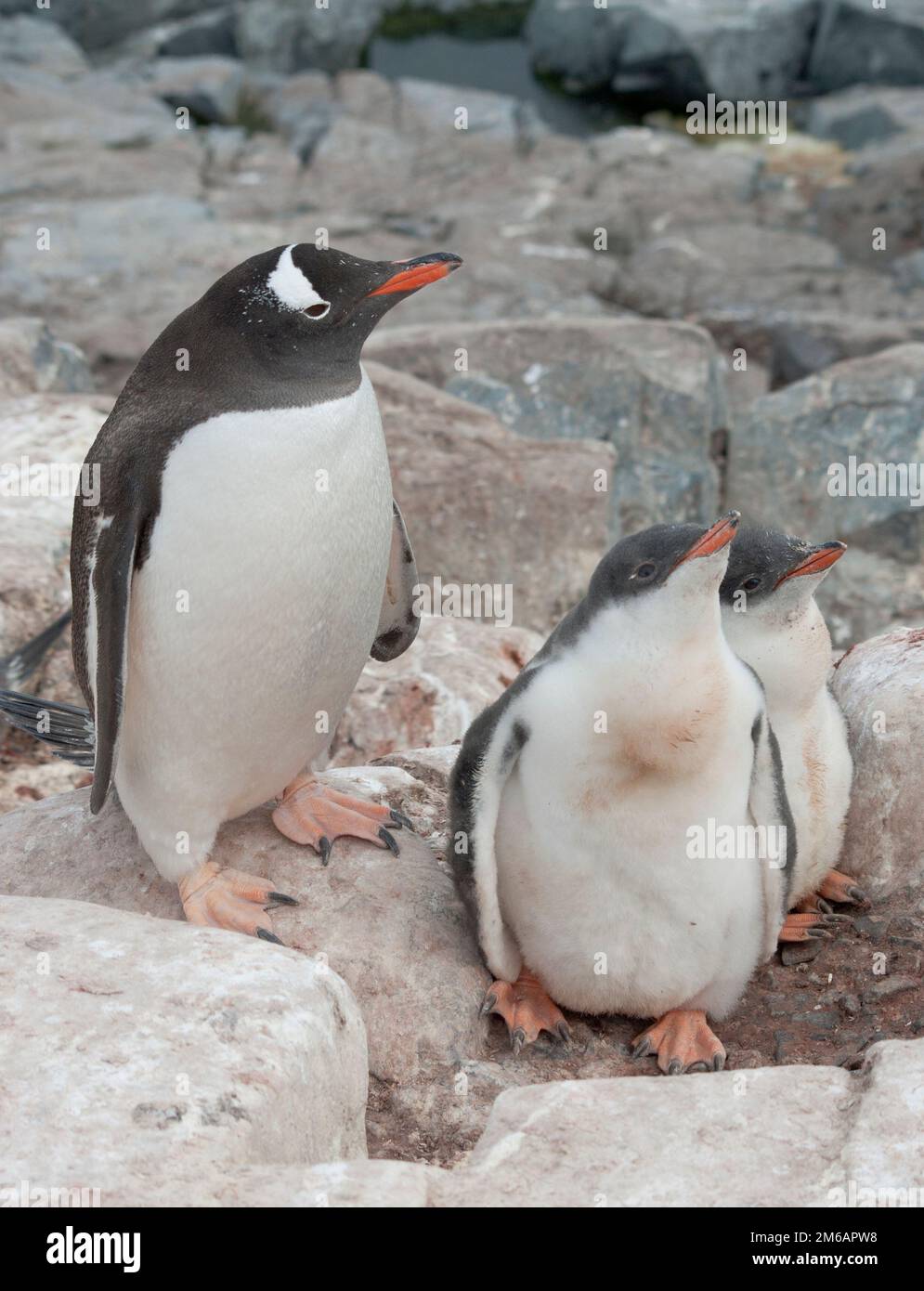 Gentoo-Pinguin-Familie im Nest in den Klippen. Stockfoto