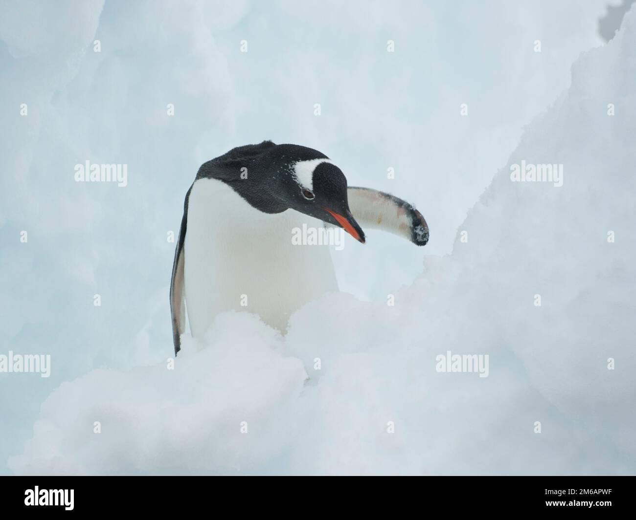 Gentoo-Pinguin in einer Schneespalte. Stockfoto