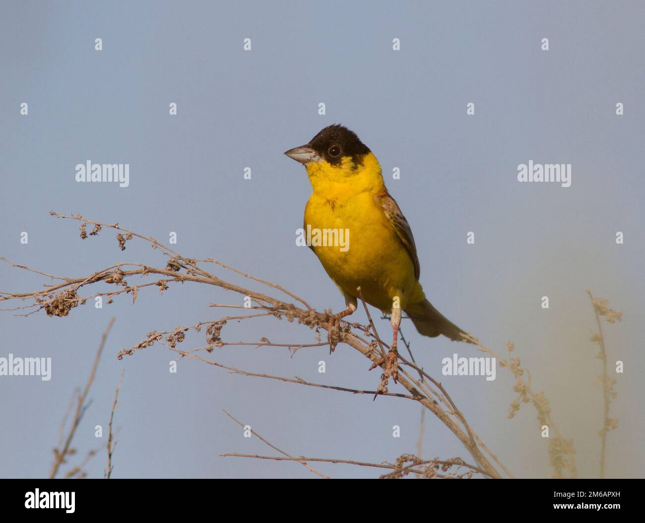 Männchen-Schwarzkopf-Bunting. Stockfoto