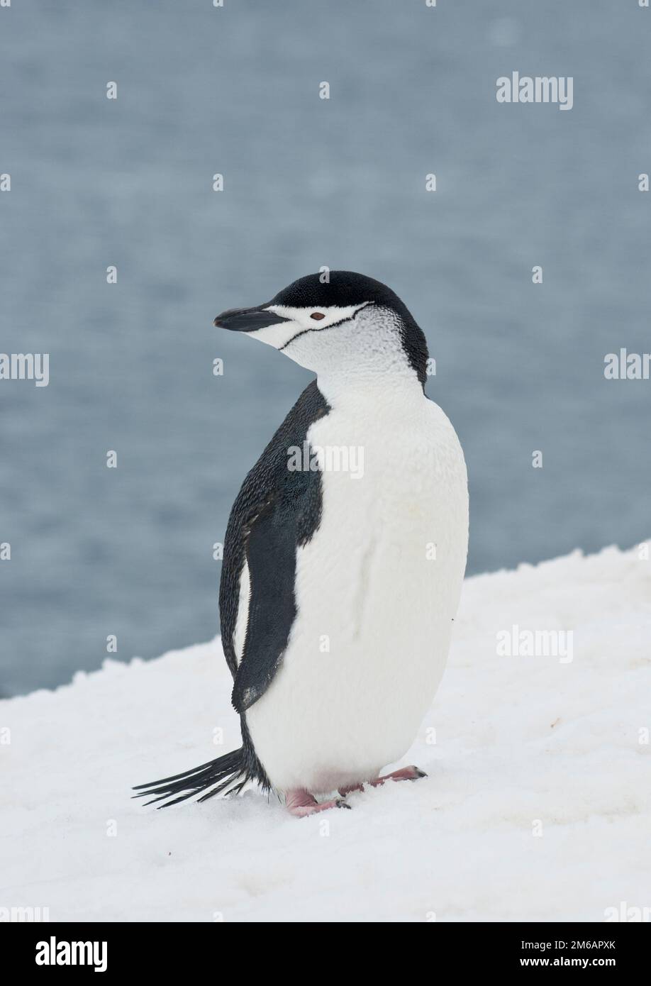 Antarktischer Pinguin auf einer Skipiste. Stockfoto
