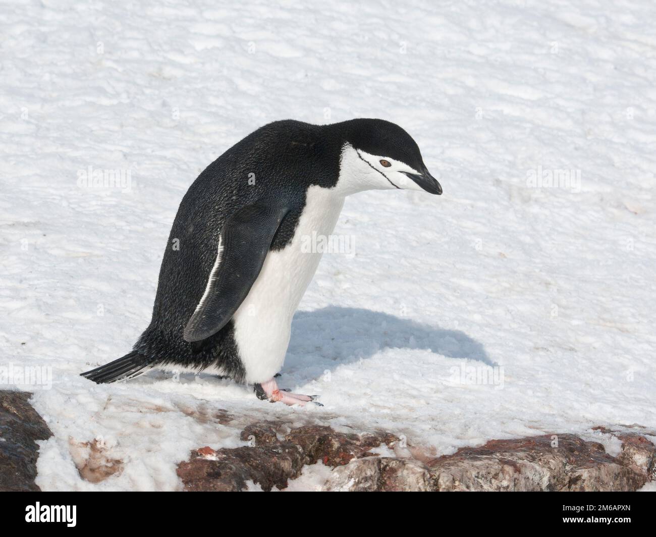 Antarktis-Pinguin, der den Hang hinuntergeht. Stockfoto