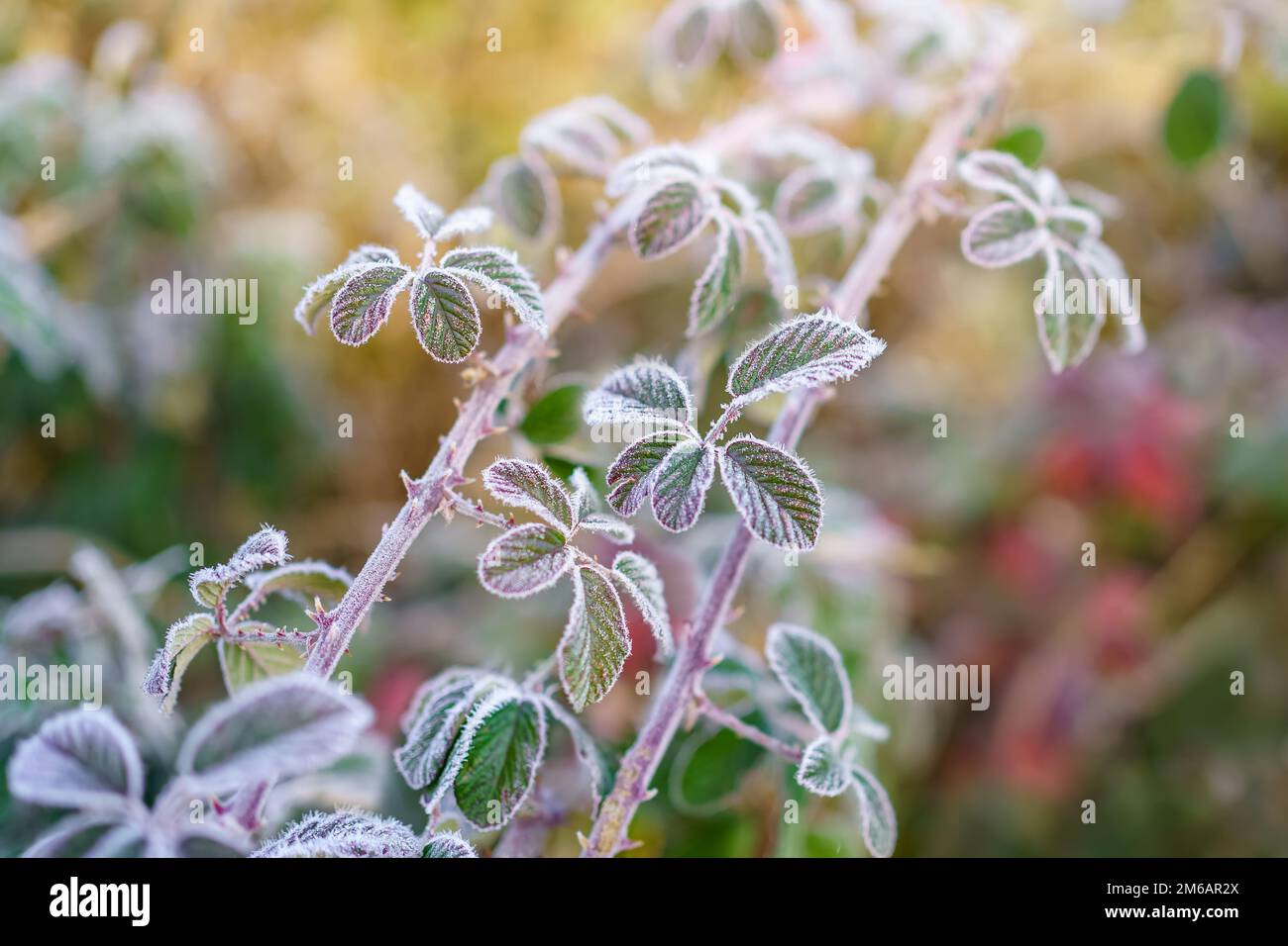 Makroaufnahme von Grasblättern, bedeckt mit Eiskristallen mit Rimetextur. Stockfoto