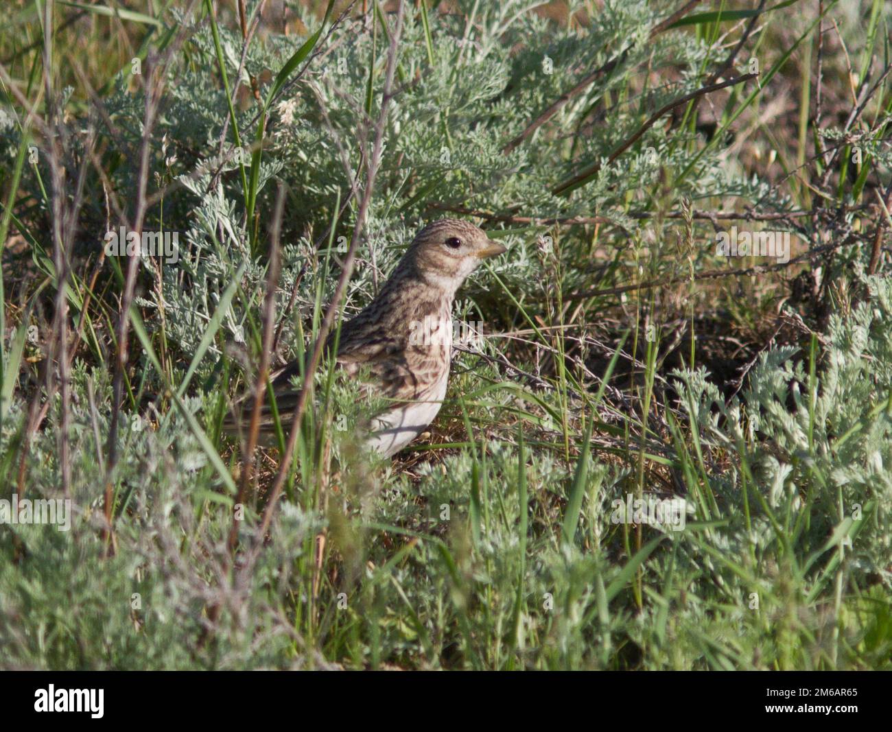 Kleiner Kurzzehenerde in der Grassteppe. Stockfoto