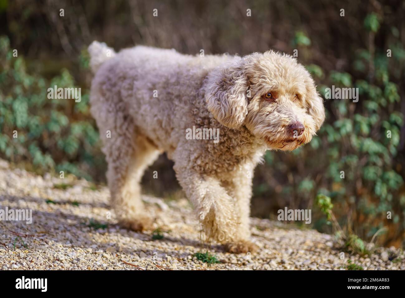 Spanieler Hund spielt und rennt auf dem Pfad des Waldes, während der Besitzer ihn ruft, um zu kommen. Stockfoto