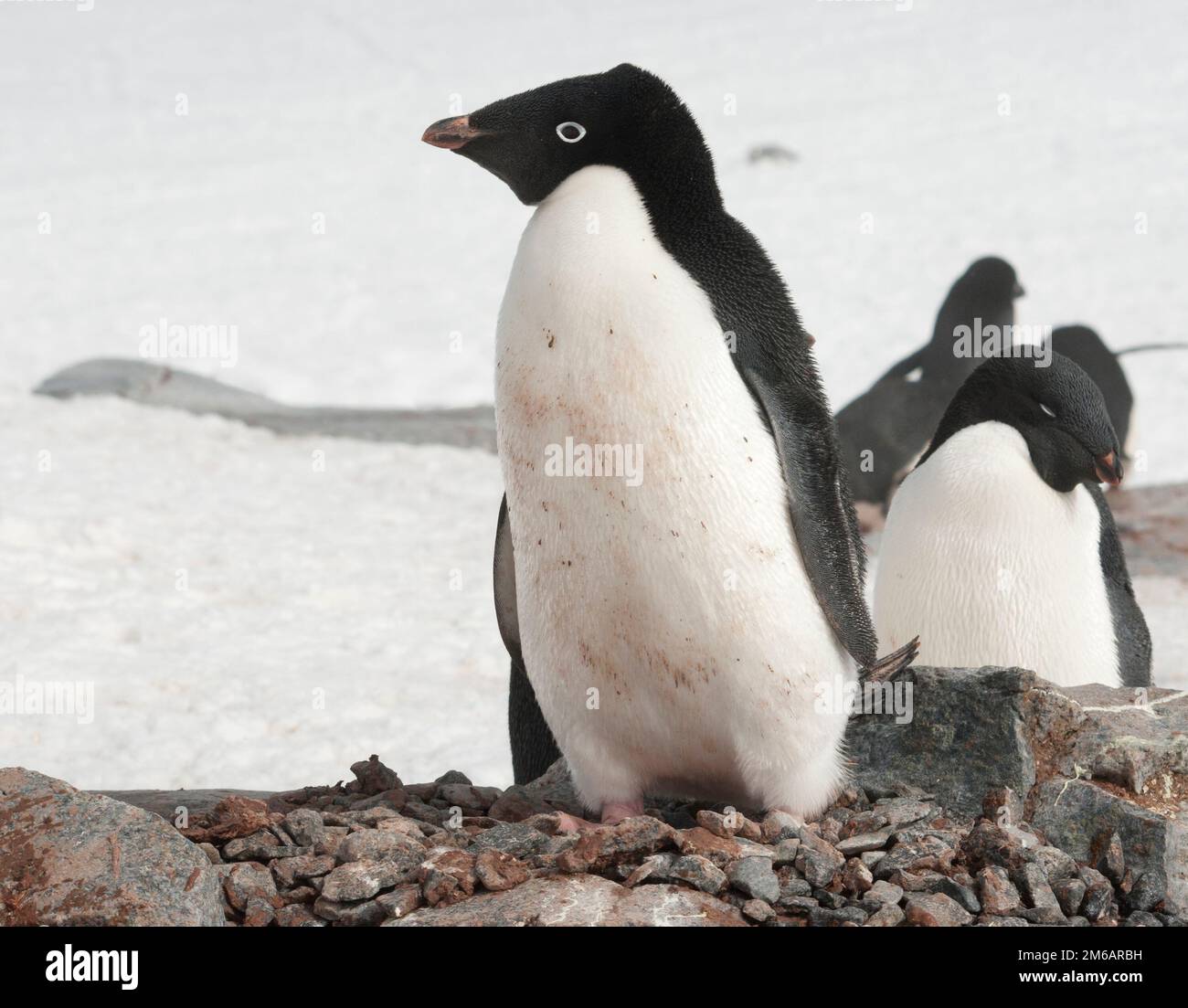 Adelie-Pinguin in nahen Nestern. Stockfoto