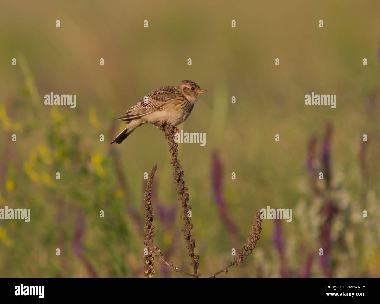 Skylark-Mann sitzt auf einem trockenen Ast in der Steppe. Stockfoto