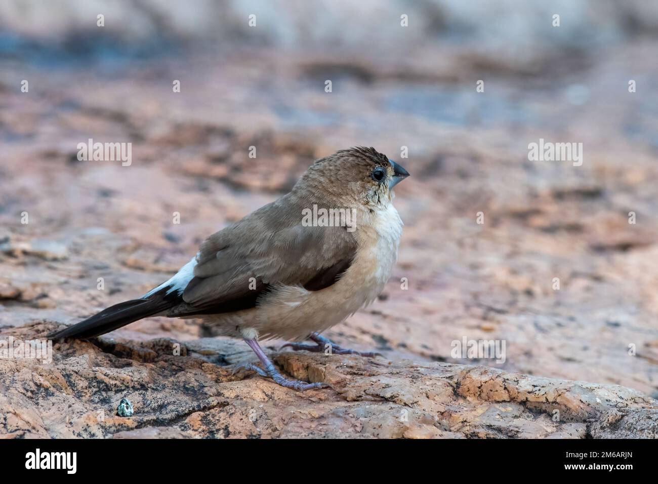 Indischer Silberschwindel oder Munia mit weißem Hals, beobachtet in Hampi Stockfoto