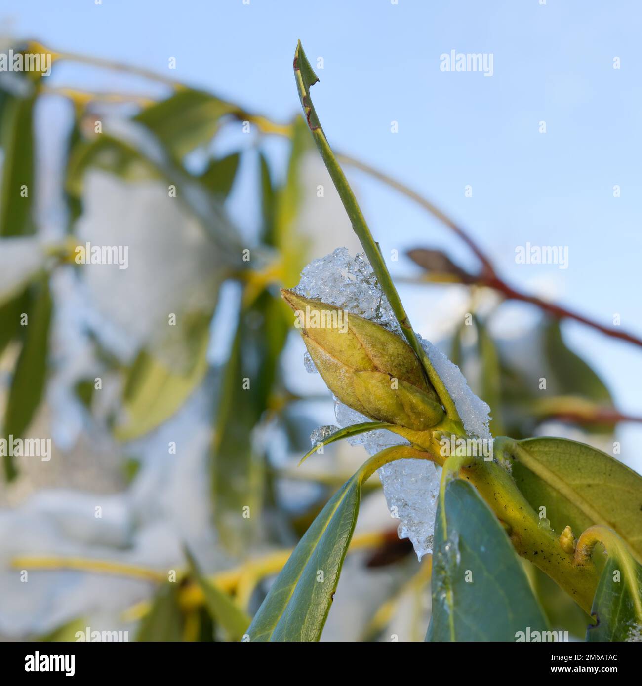 Rhododendron im Winter mit Eiskristallen an den Knospen und grünen Blättern im Nahbereich Stockfoto