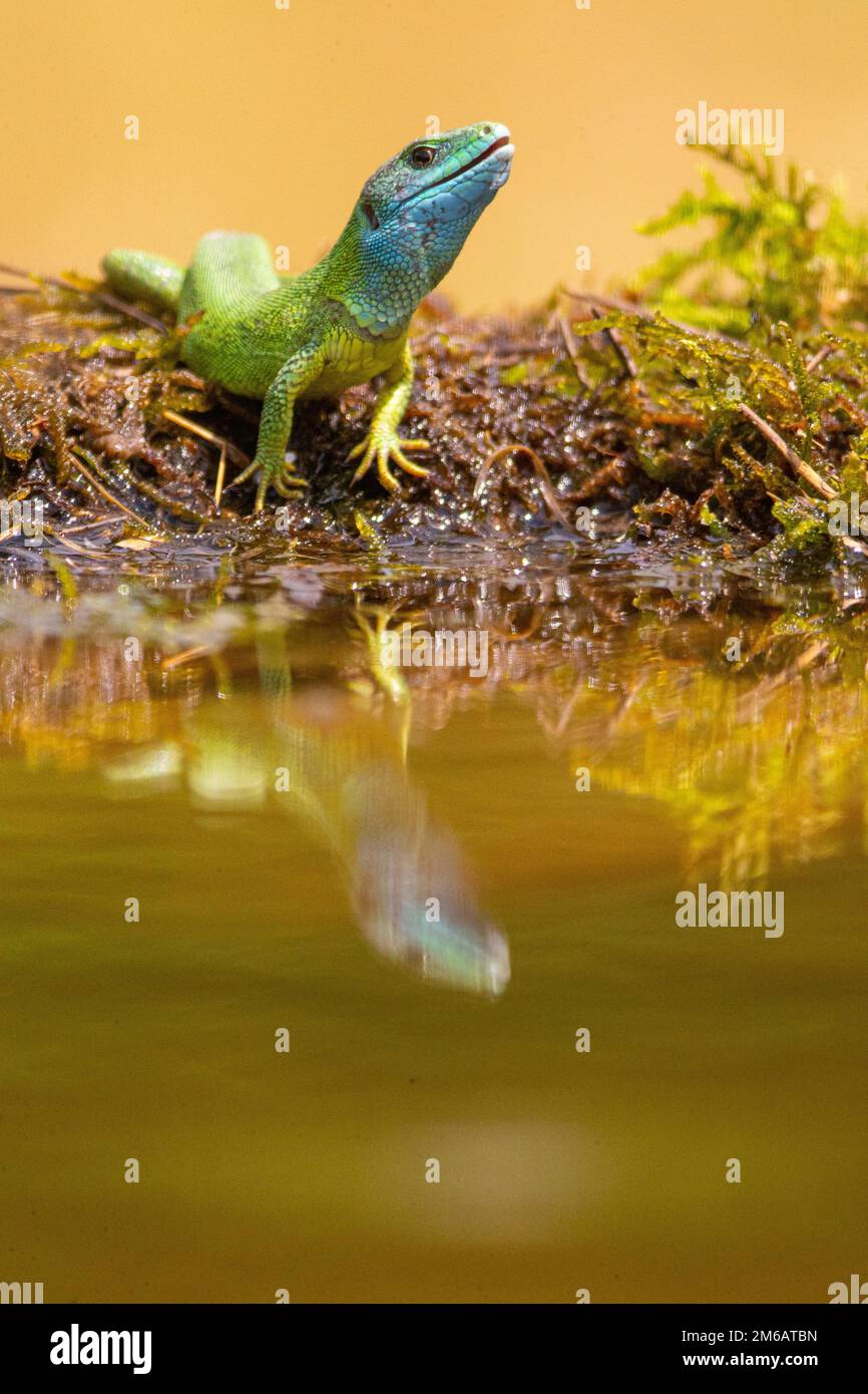 Westliche grüne Eidechse (Lacerta bilineata), männlich, Ungarn Stockfoto