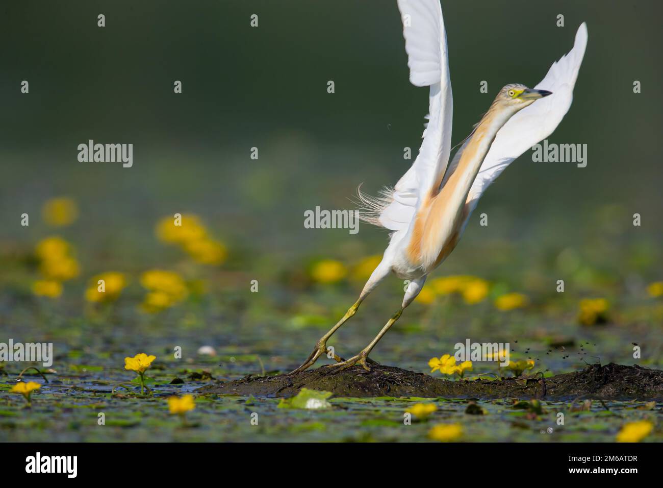 Squacco Heron (Ardeola ralloides) zwischen den Blüten der Wasserränder (Nymphoides peltata), in Abreise, Ungarn Stockfoto