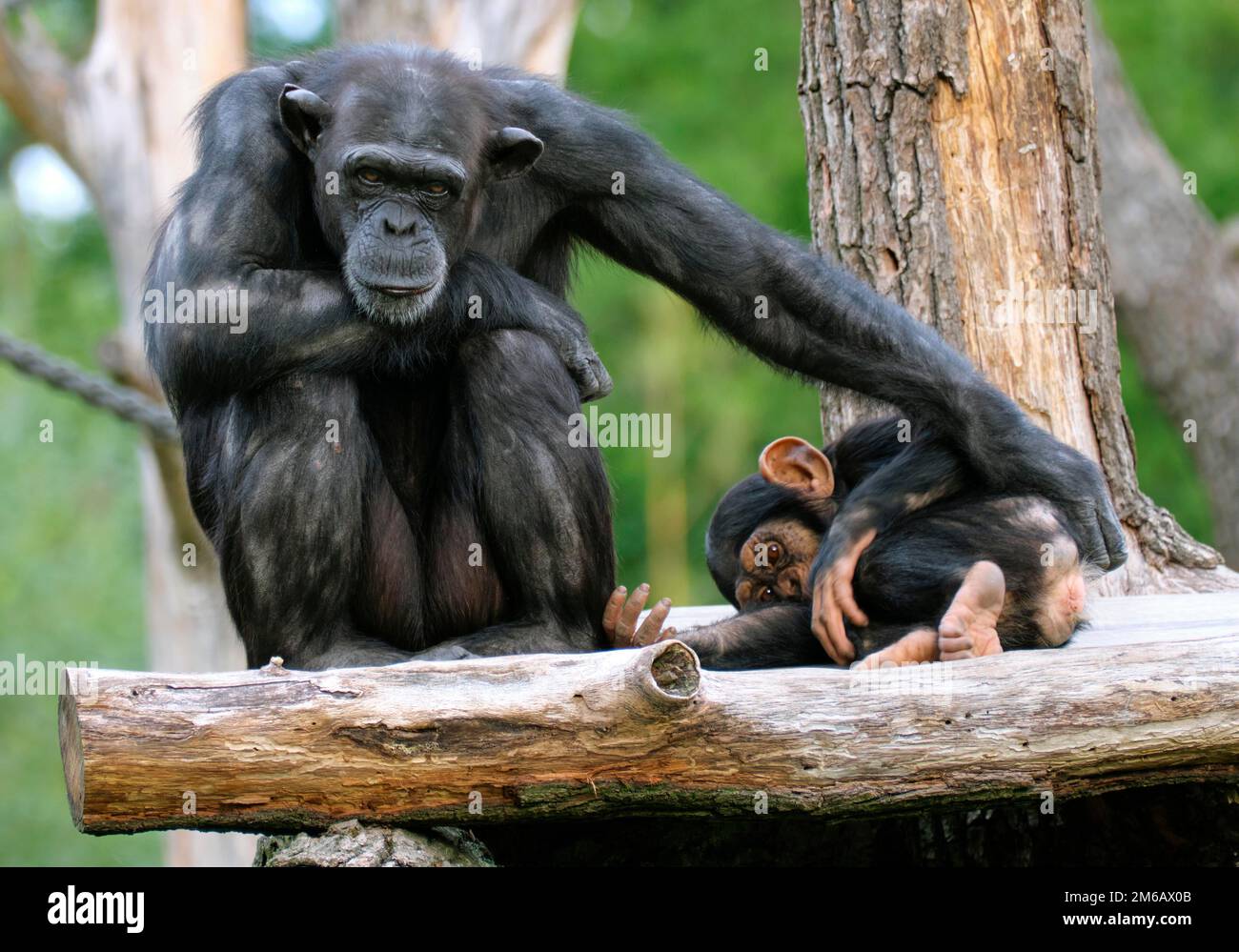 Westlicher Schimpanse (Pan troglodytes verus), Mutter und jung, in Gefangenschaft, Deutschland Stockfoto