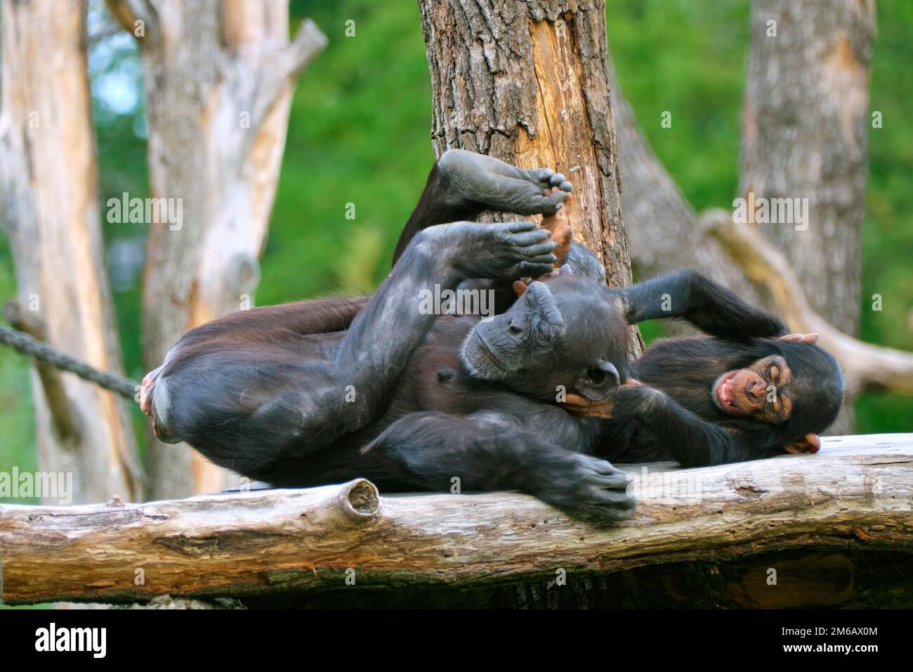 Westlicher Schimpanse (Pan troglodytes verus), spielende Mutter und junge, in Gefangenschaft, Deutschland Stockfoto