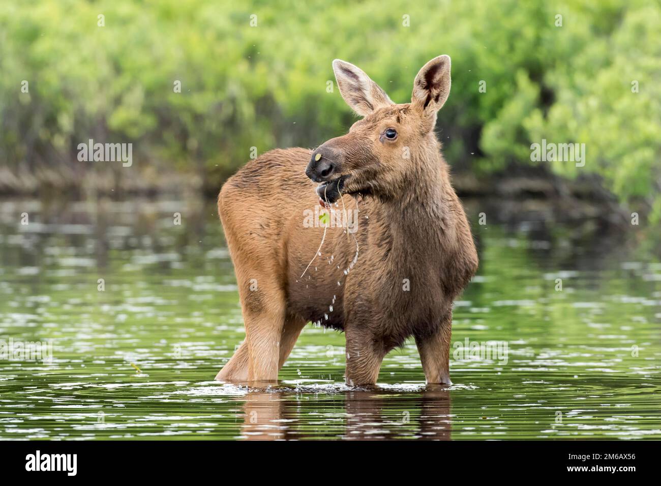 Ein Monat altes Elchkalb, das in einem See stand, aß und beobachtete. Alces americanus Stockfoto