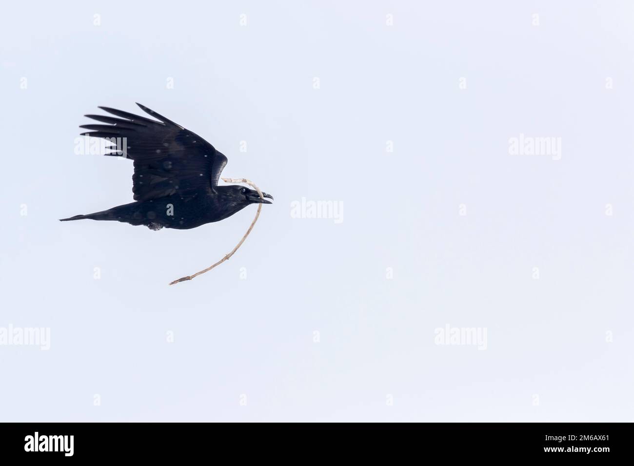 Raben (Corvus corax) im Flug mit Nistmaterial. Stockfoto