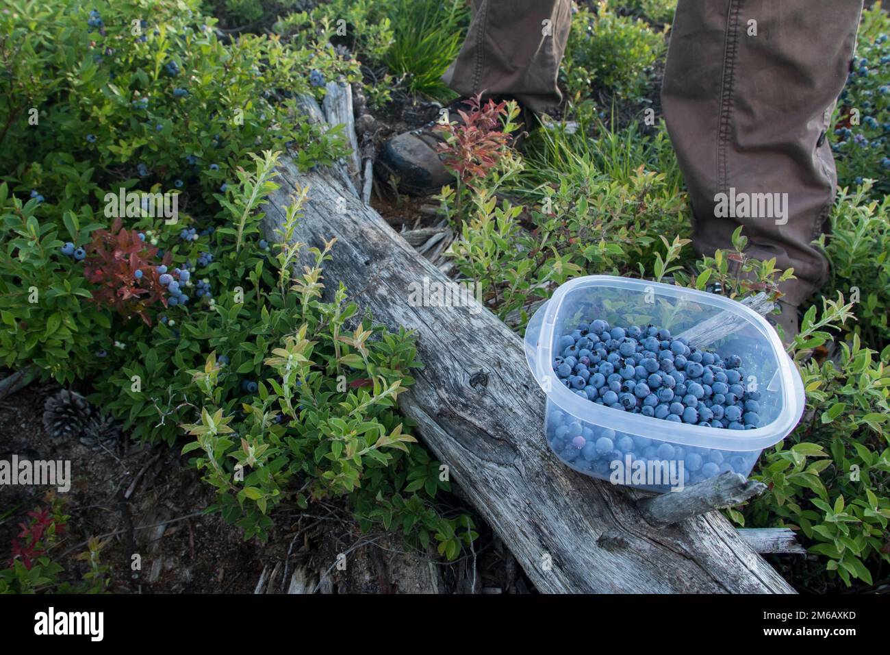 Menschen sammeln Blaubeeren Stockfoto