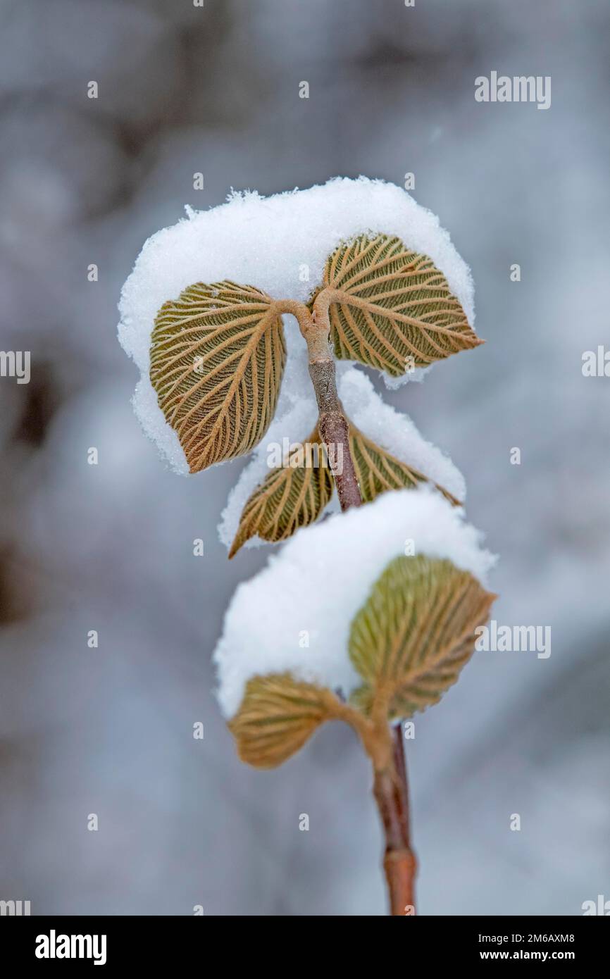 Schneeblätter im Frühling wachsen lassen. Viburnum lantanoides Stockfoto