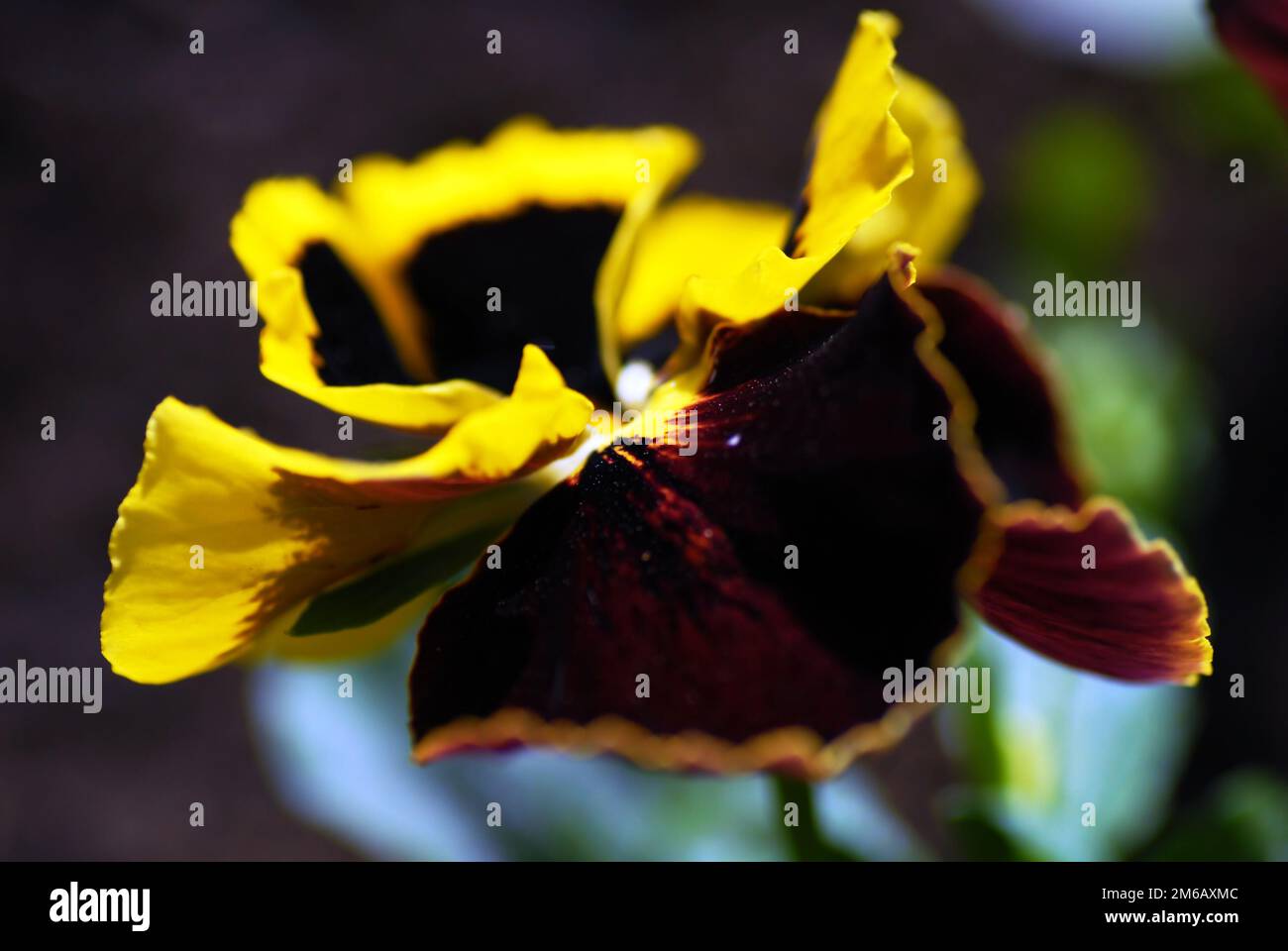 Viola-Tricolor-Pflanze Stockfoto