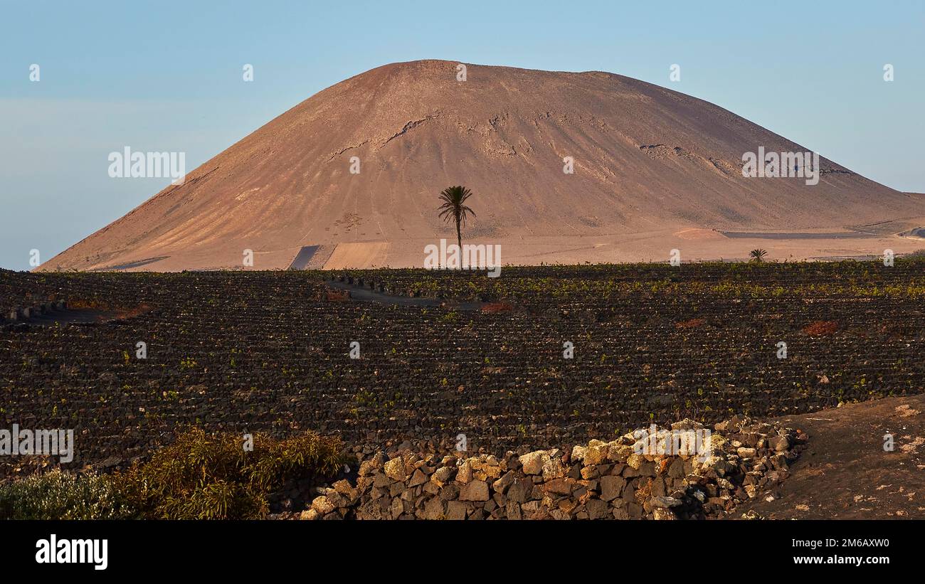La Geria, Weinanbaugebiet, Lavafelder, rötlich-brauner Lavahügel, Palme, Weingut, El Grifo, Weinmuseum, Wolkenloser blauer Himmel, Lanzarote, Kanarienvogel Stockfoto